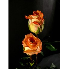 Roses - Caribbean
